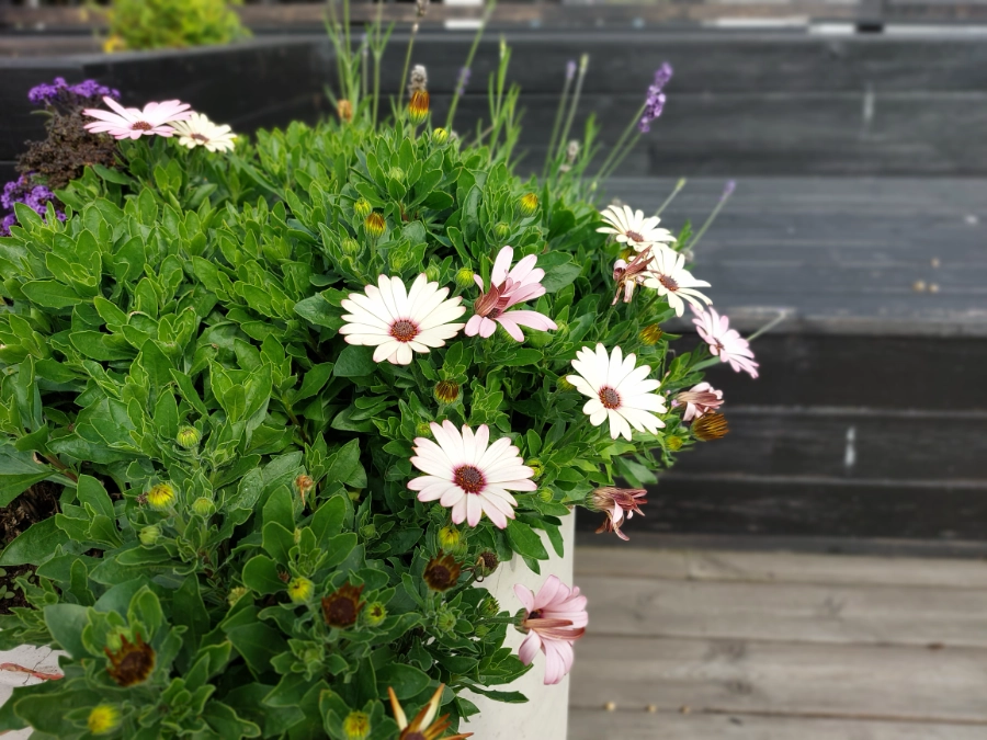 Blomsterbed blomsterbed